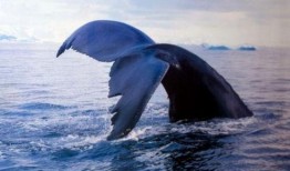 娱乐爆料鲸鱼视频,揭秘娱乐圈最新动态，带你领略明星幕后故事